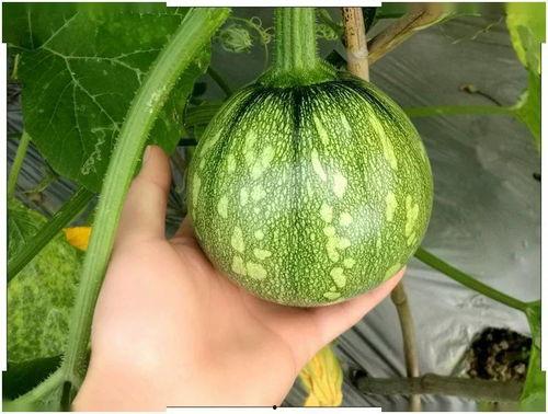 四川藏族网红吃瓜,趣味横生展现民族风情